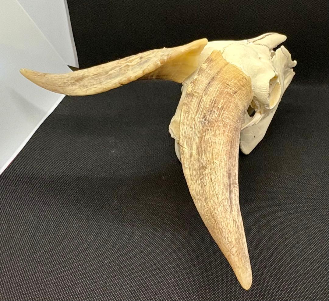 ヤギ頭蓋骨　実物　下顎　角鞘付き希少品　デッサン画モデル　ハンティングトロフィー
