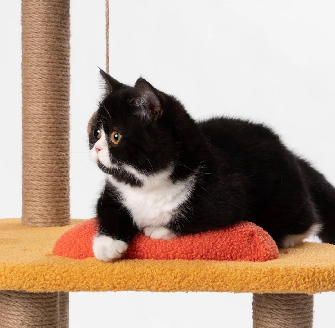 【新品未開封品】pidan ピダン キャットタワー