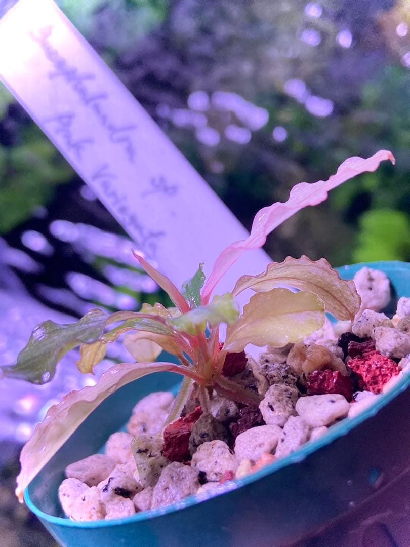 【専用】 user_fd449ab1様