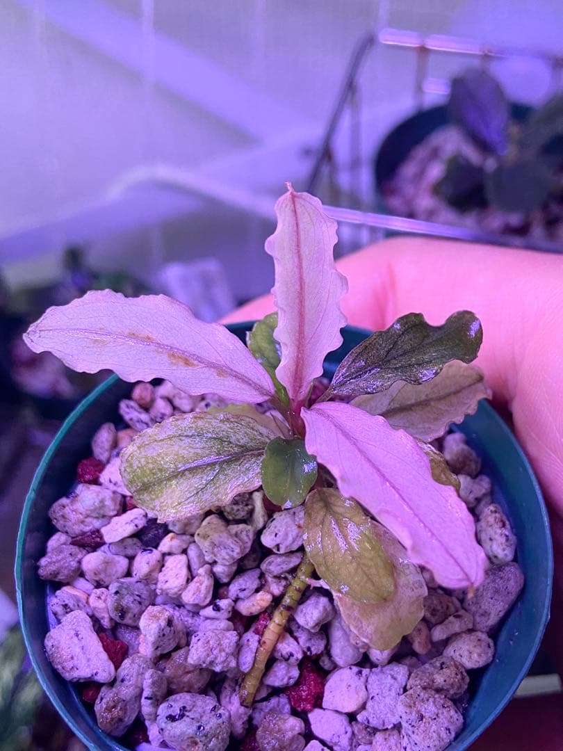 【専用】 user_fd449ab1様