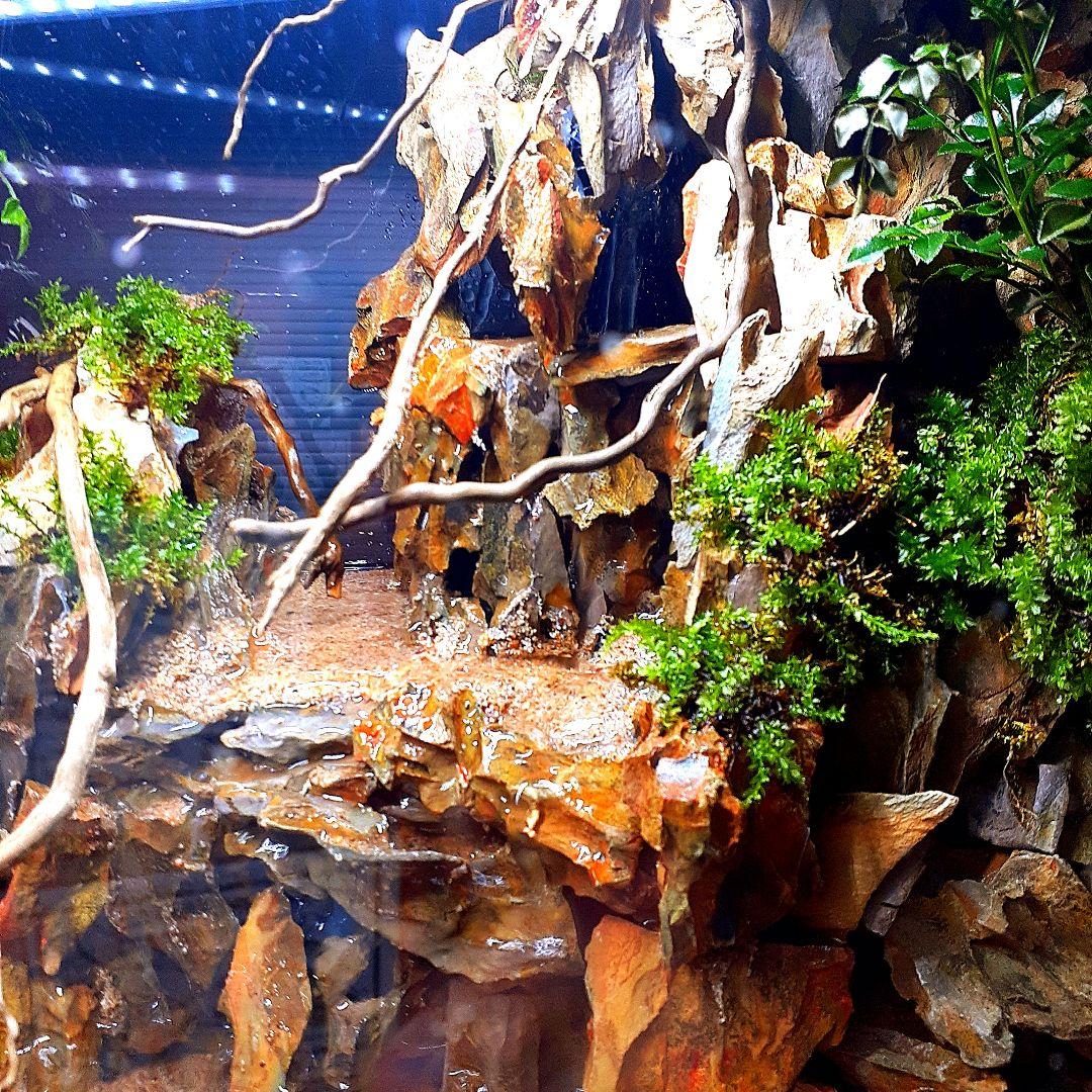 大自然 大型60 アクアテラリウム 完成品 水槽