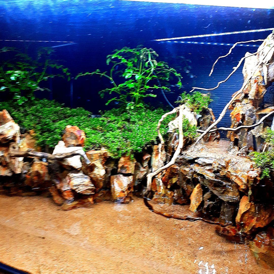 大自然 大型60 アクアテラリウム 完成品 水槽