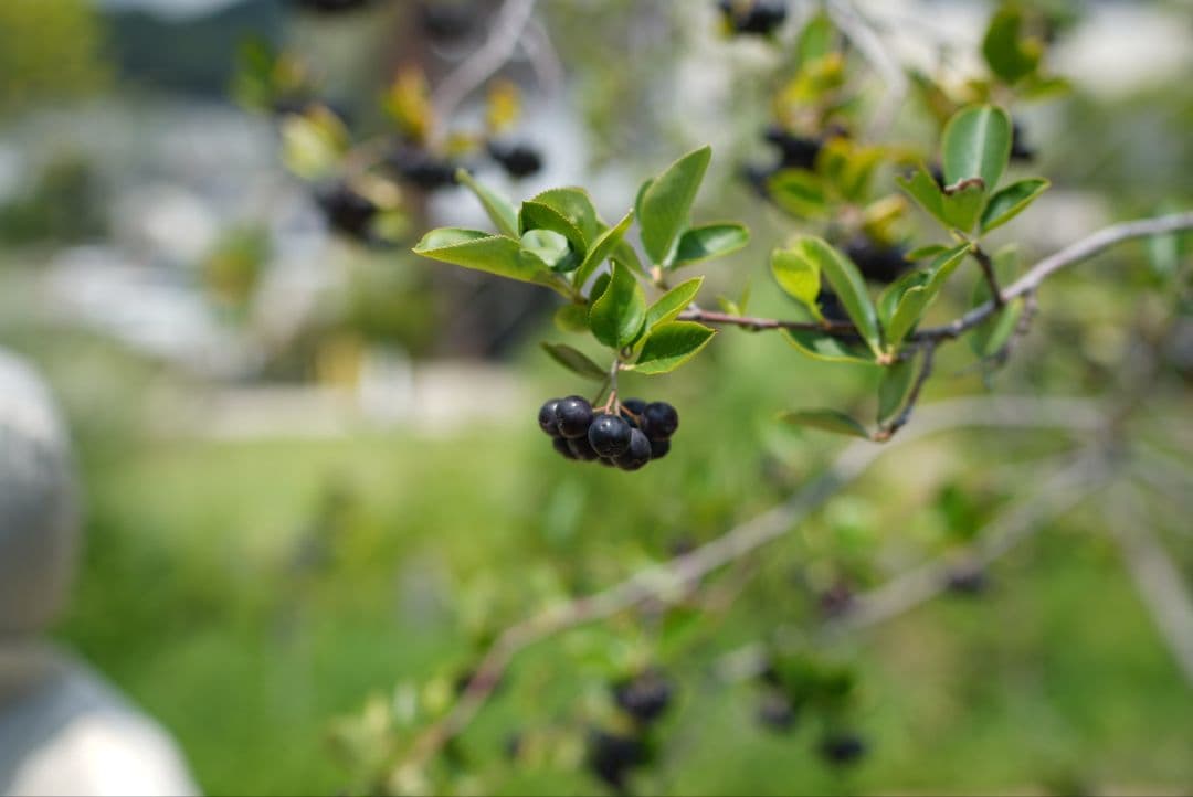 レンズ(単焦点) Distagon T* FE 35mm F1.4 ZA SEL35F14Z