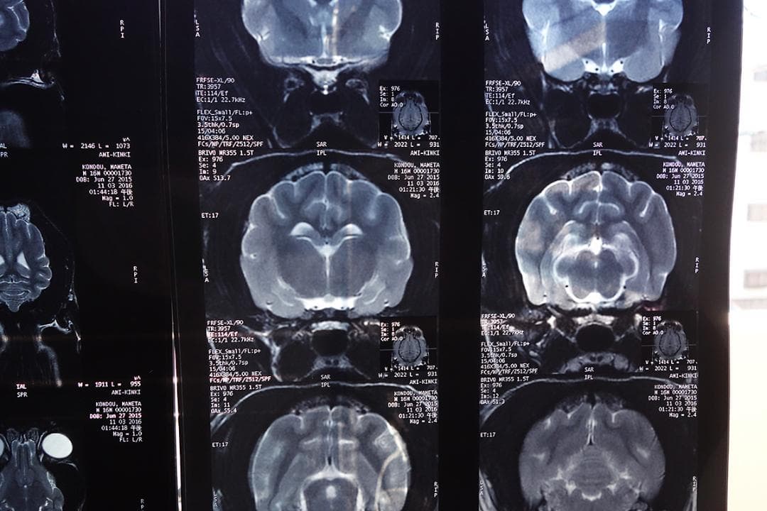 レントゲン　写真 3枚セット Z30