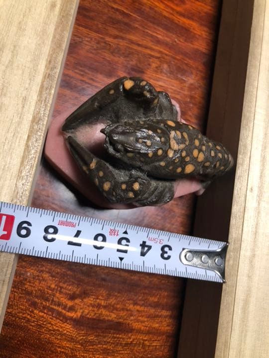 アマルリックワルター　ロブスター　ガラス工芸　20世紀初頭