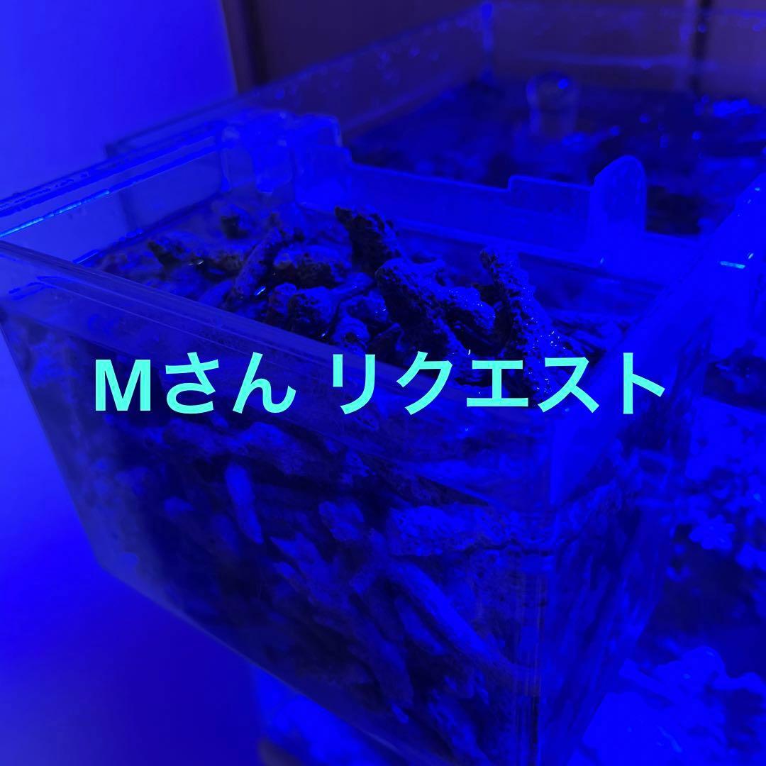 天然ライブロック　フライドポテト