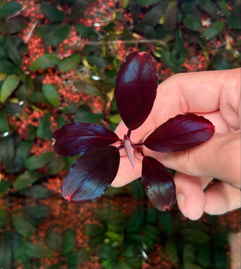 谷口浩紀ページ ブセファランドラ　ブルーオバル+スカイムーン