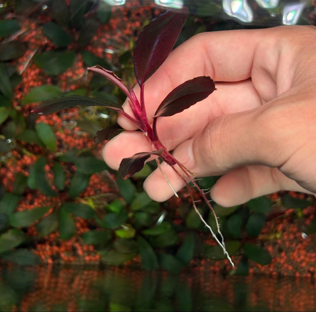 谷口浩紀ページ ブセファランドラ　ブルーオバル+スカイムーン