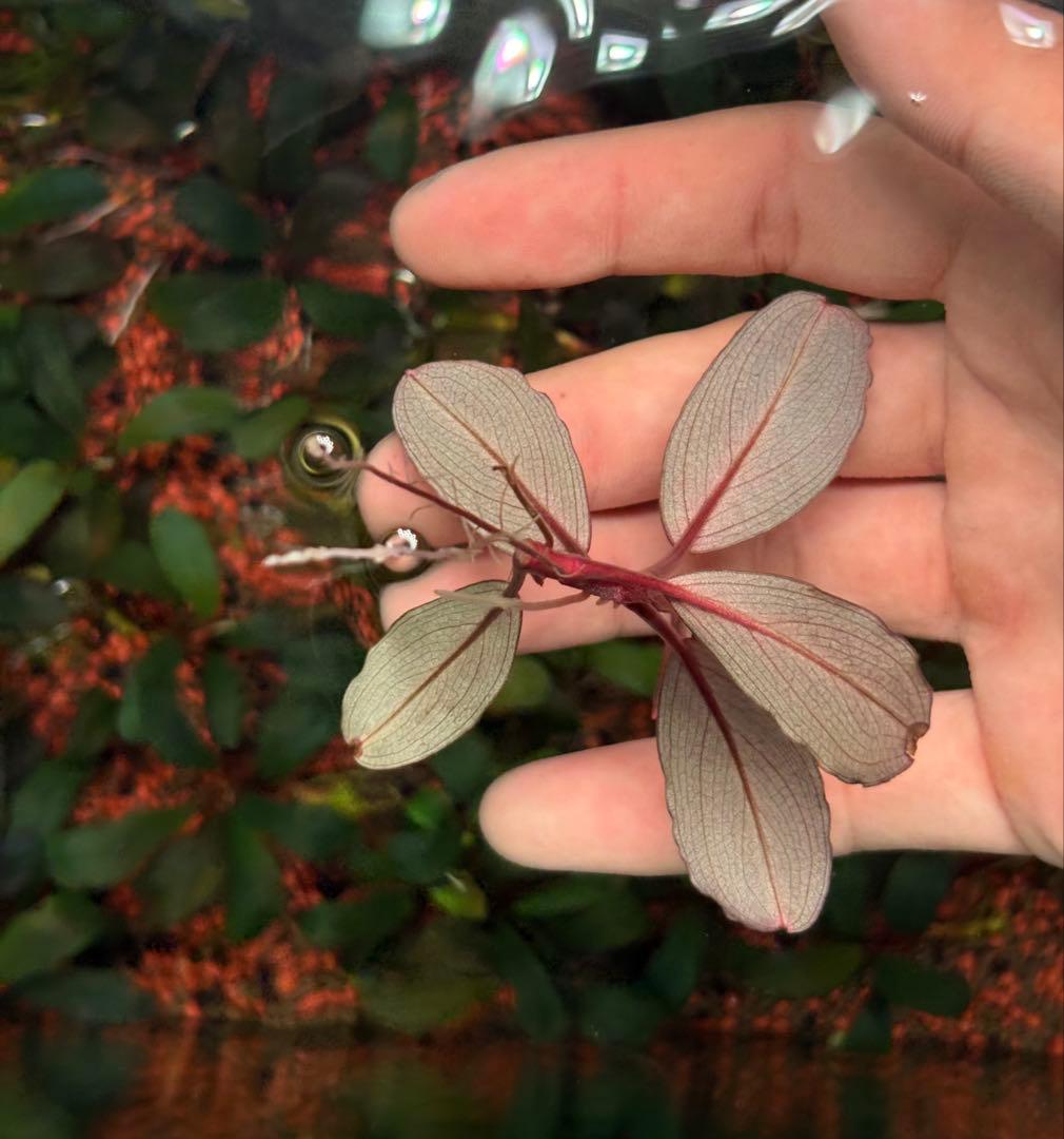 谷口浩紀ページ ブセファランドラ　ブルーオバル+スカイムーン