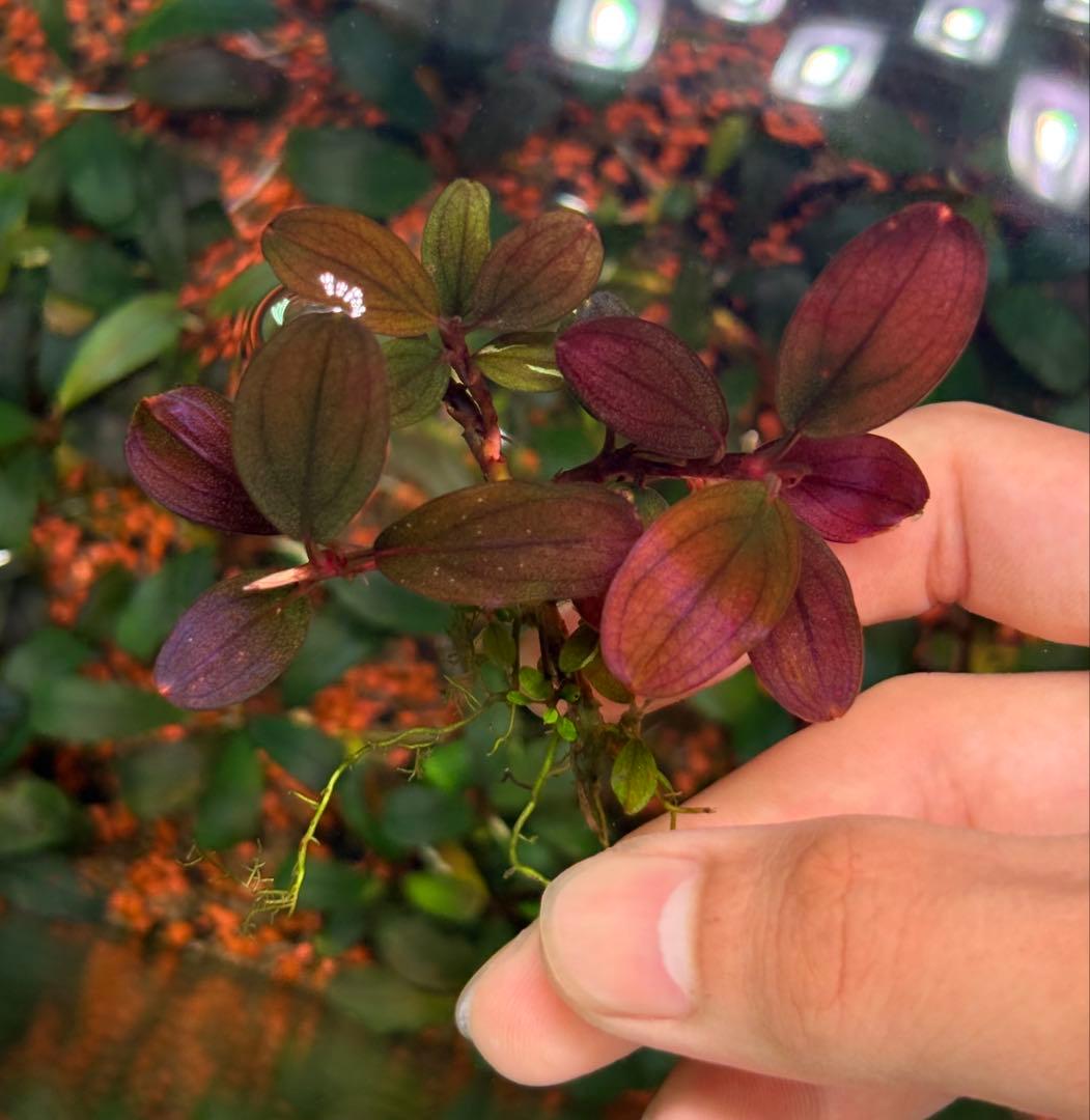 谷口浩紀ページ ブセファランドラ　ブルーオバル+スカイムーン