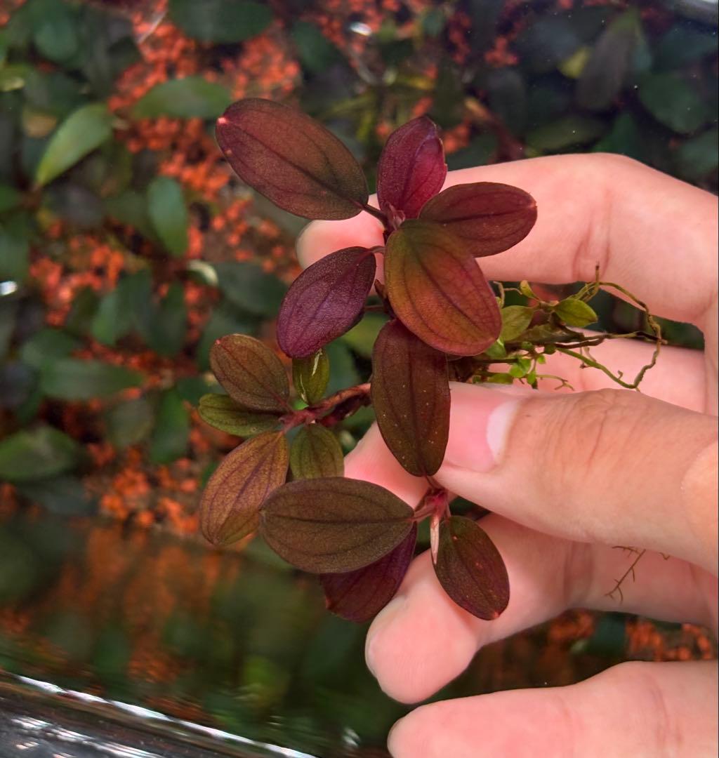 谷口浩紀ページ ブセファランドラ　ブルーオバル+スカイムーン