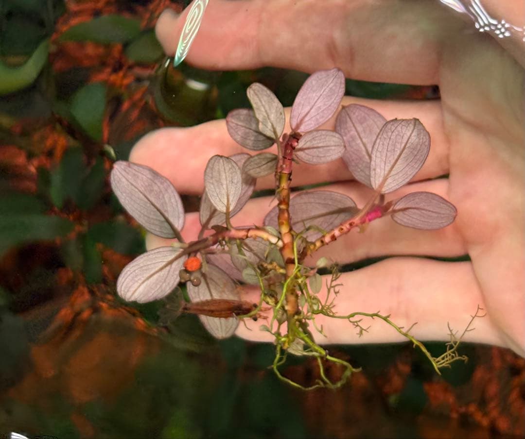 谷口浩紀ページ ブセファランドラ　ブルーオバル+スカイムーン