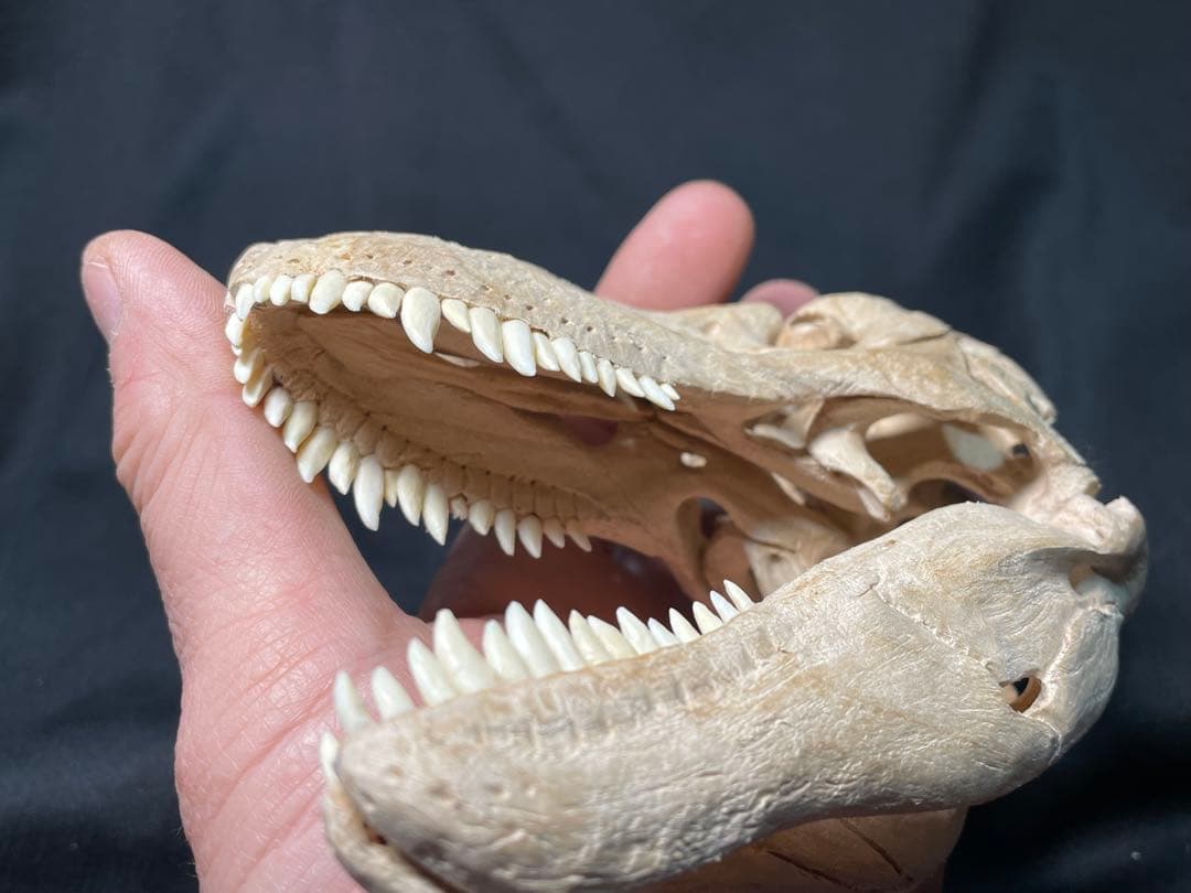 木彫　恐竜　タルボサウルス　頭骨模型　1/10スケール　12cm
