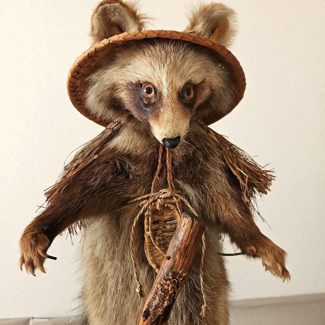 タヌキ　狸　鳥獣　剥製　本物　縁起物　商売繁盛　出世運　天然木　台座付き