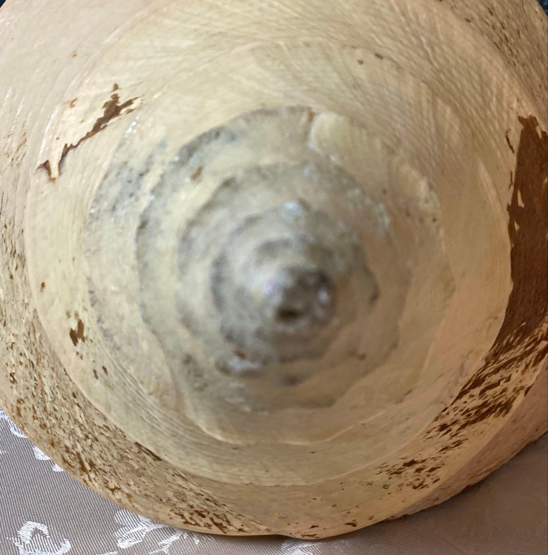 アラフラオオニシ49cm 世界最大の巻貝