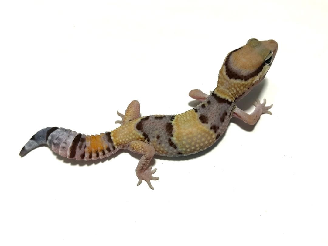 冷凍クロコL約1000匹1kg冷凍コオロギ