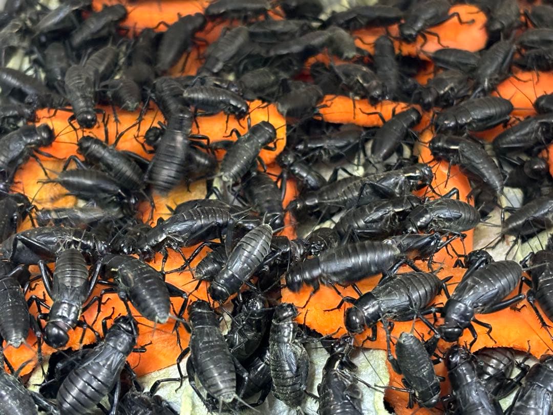 冷凍クロコL約1000匹1kg冷凍コオロギ