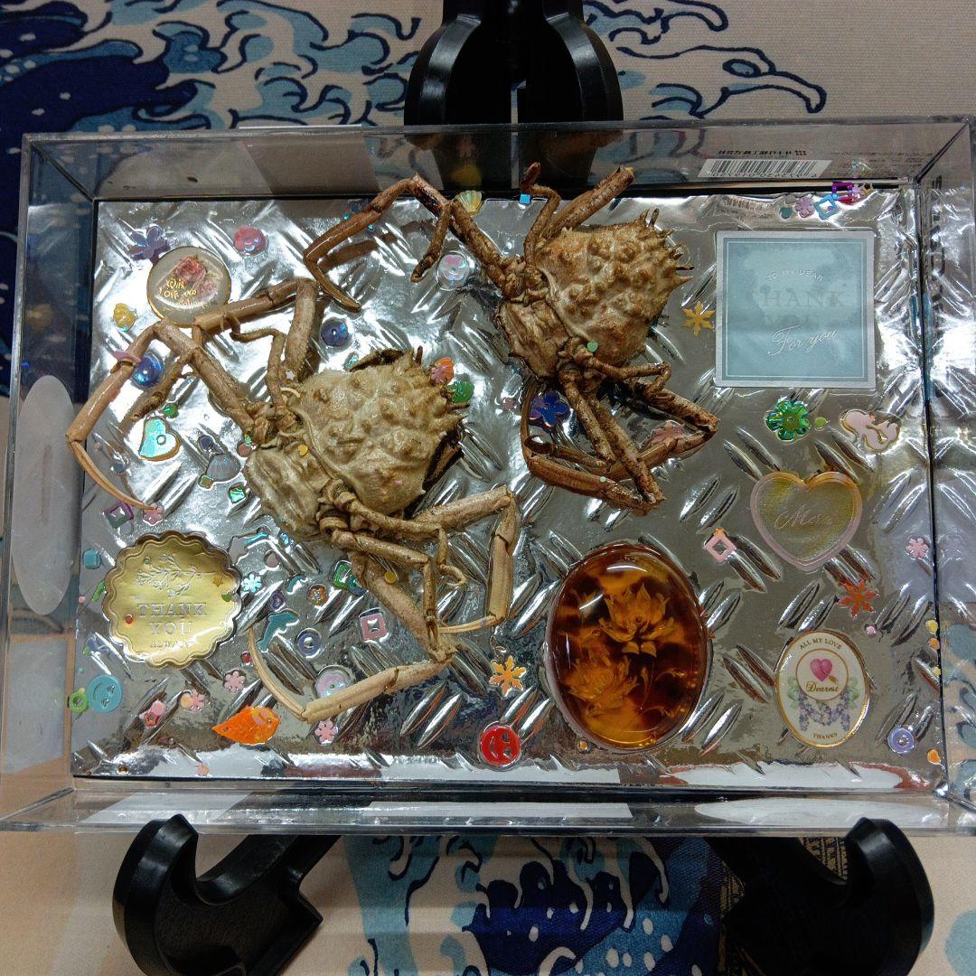 稀少レア平家蟹科凹凸立体リアル鬼面蟹横幅２２X１６X３、５センチ標本コレクション