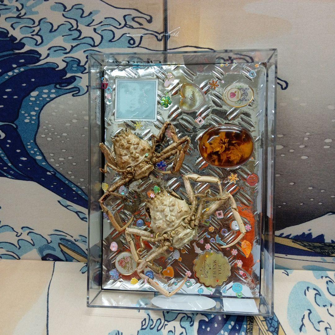 稀少レア平家蟹科凹凸立体リアル鬼面蟹横幅２２X１６X３、５センチ標本コレクション