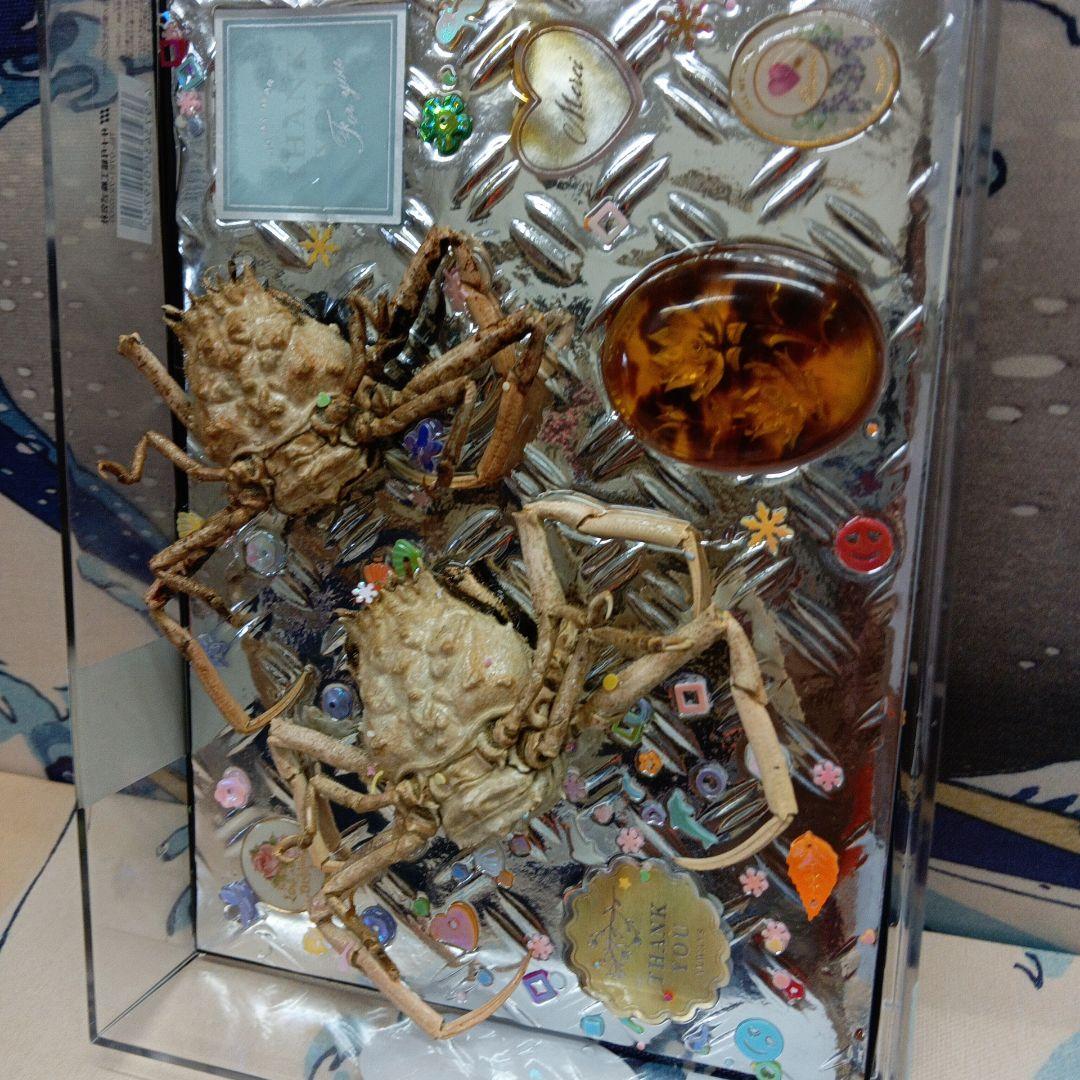 稀少レア平家蟹科凹凸立体リアル鬼面蟹横幅２２X１６X３、５センチ標本コレクション