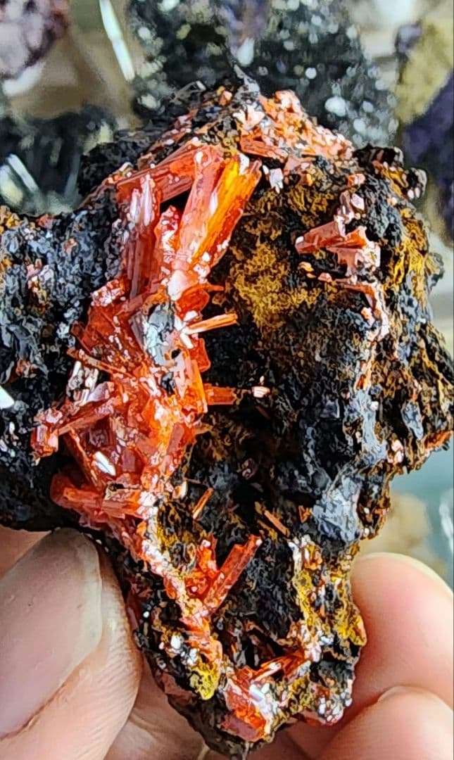 レア◇クロコイト