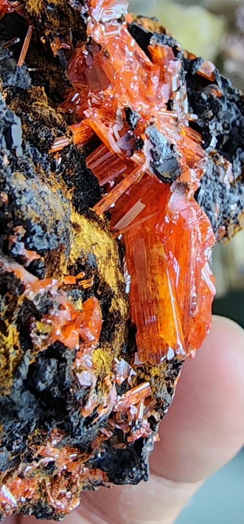 レア◇クロコイト