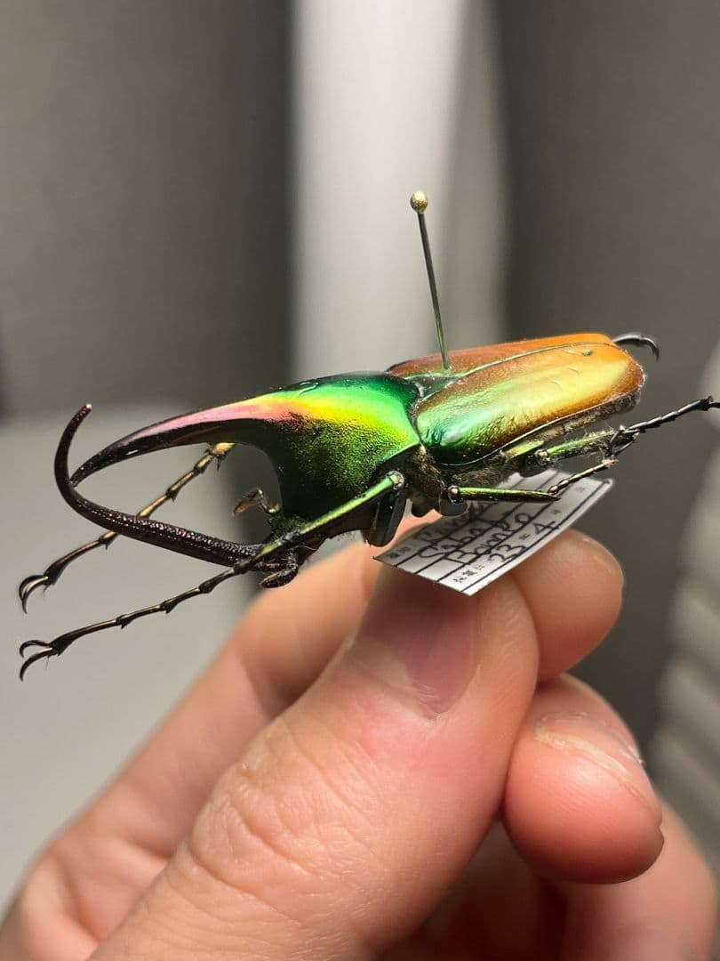 【43mm】カブトハナムグリ コガネムシ プラチナコガネ カナブン　昆虫標本