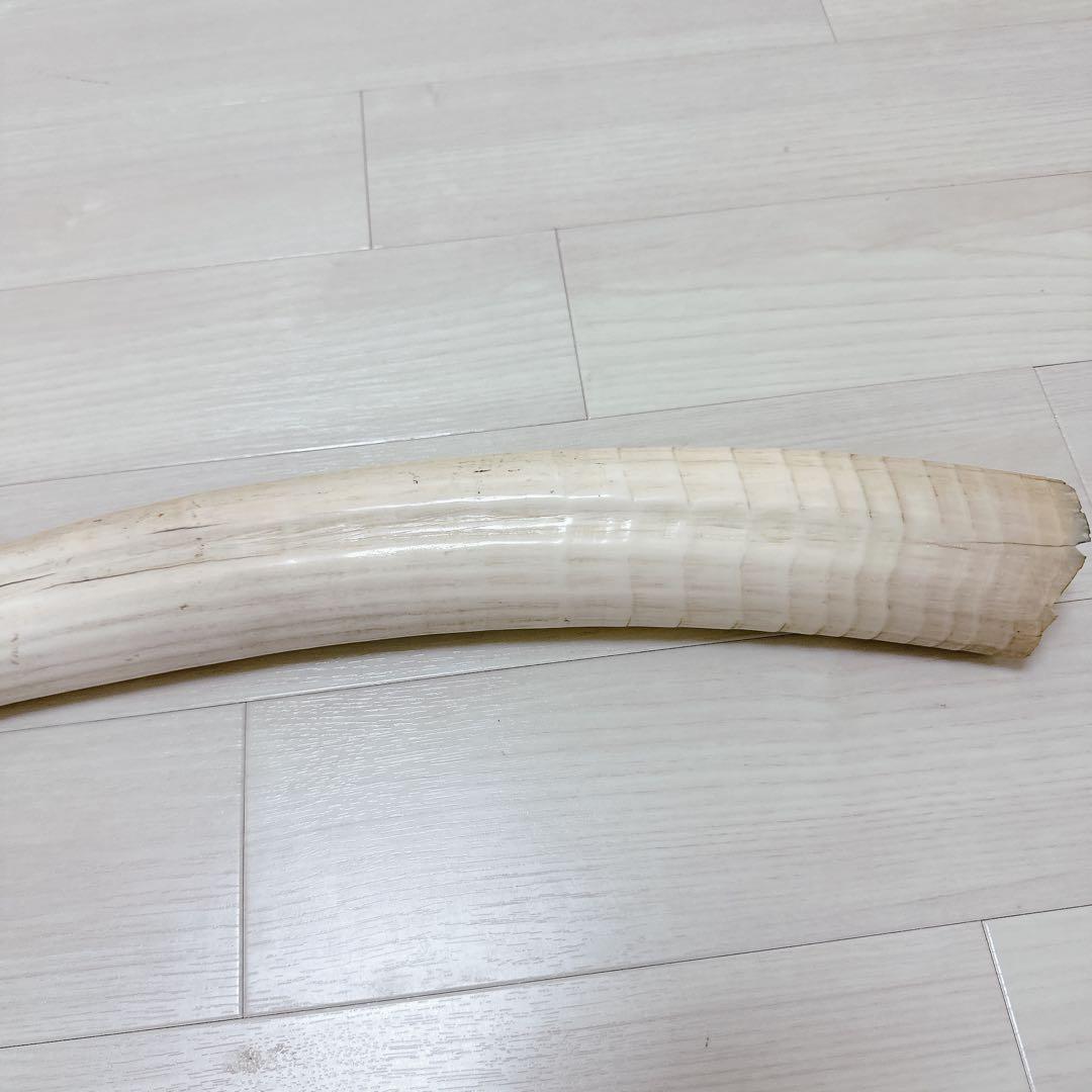 海象　セイウチ牙 1665g