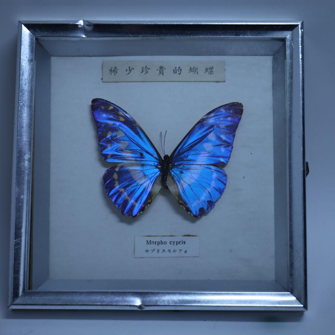 キプリスモルフォ　標本　希少珍奇的胡蝶　額入り