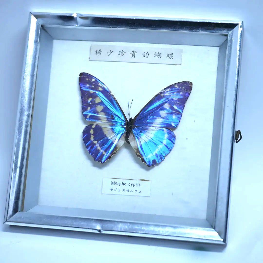 キプリスモルフォ　標本　希少珍奇的胡蝶　額入り