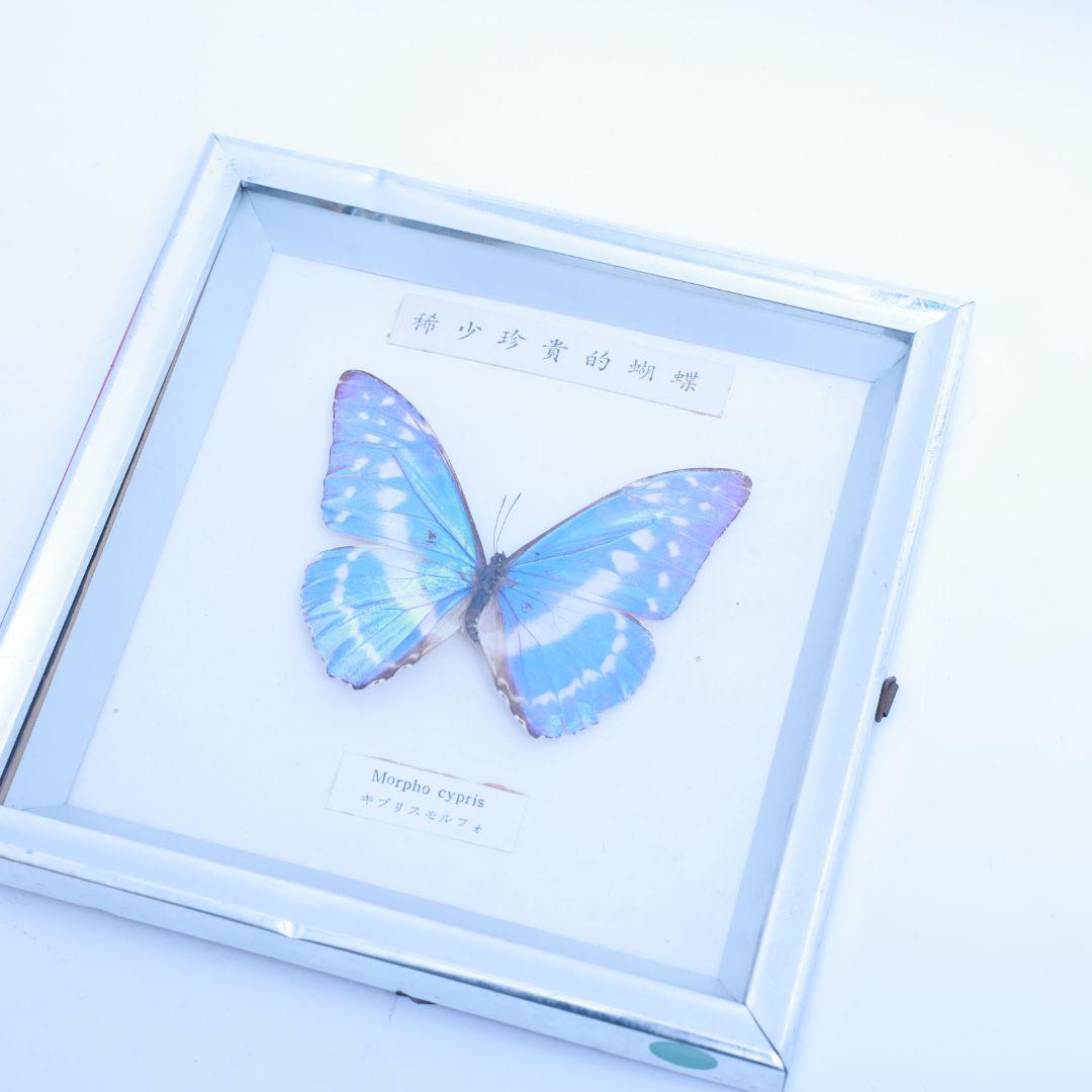 キプリスモルフォ　標本　希少珍奇的胡蝶　額入り