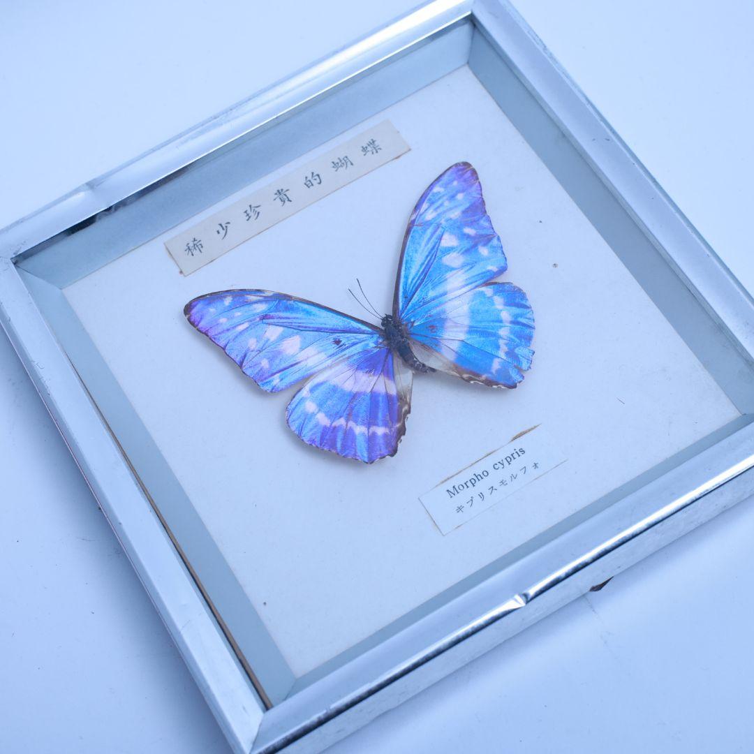 キプリスモルフォ　標本　希少珍奇的胡蝶　額入り