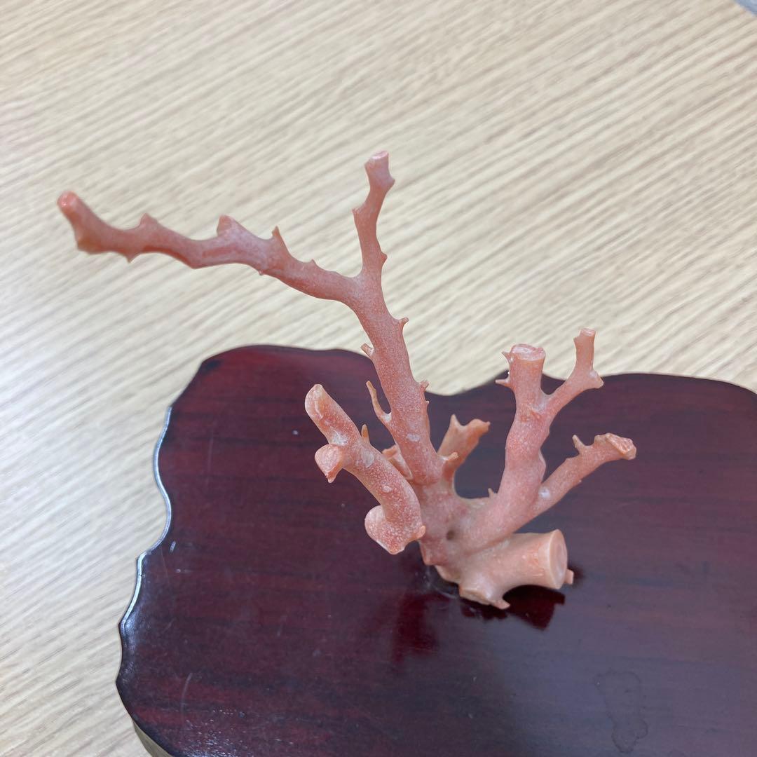 天然桃色珊瑚 枝サンゴ 原木 台座付き インテリア 置物