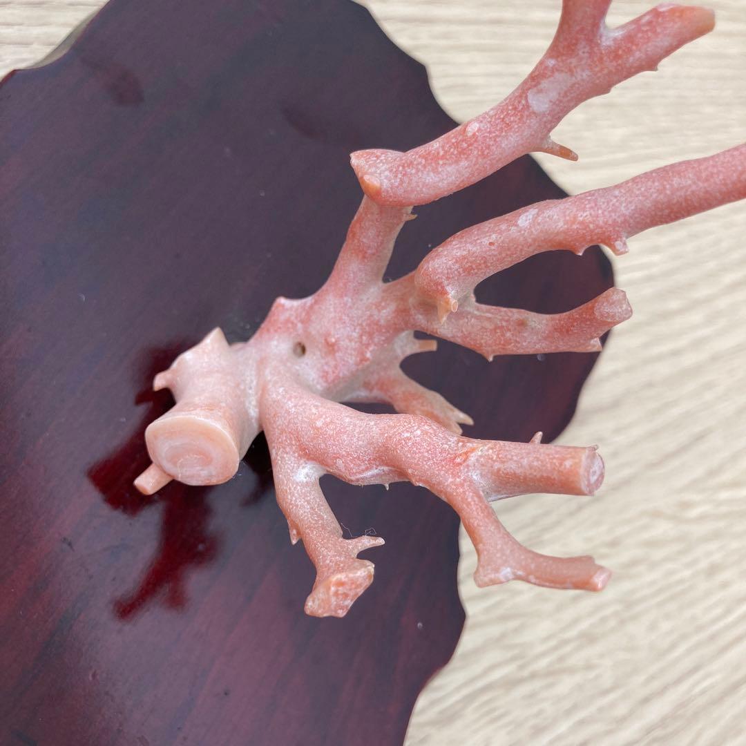 天然桃色珊瑚 枝サンゴ 原木 台座付き インテリア 置物