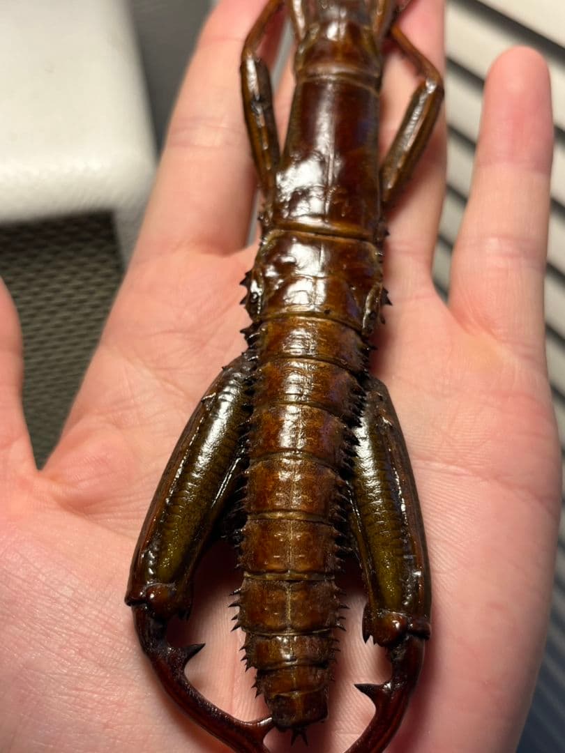 【伝説の七節】ロードハウナナフシに酷似のトゲアシフトナナフシオバケフトナナフシ♂