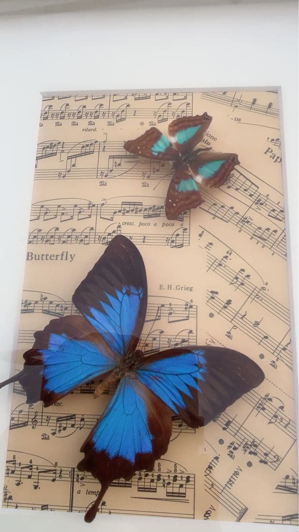 ドキソコパ・セラフィナ蝶の標本