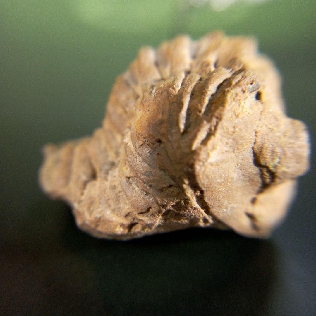 三葉虫　化石　fossil　ボリビア産　trilobite　海生動物個体⑨