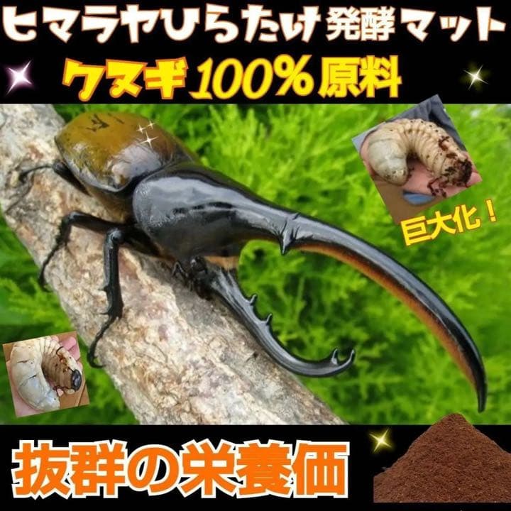 カブトムシ幼虫が大きく育ちます！ヒマラヤひらたけ発酵マット【8袋】栄養添加剤入り