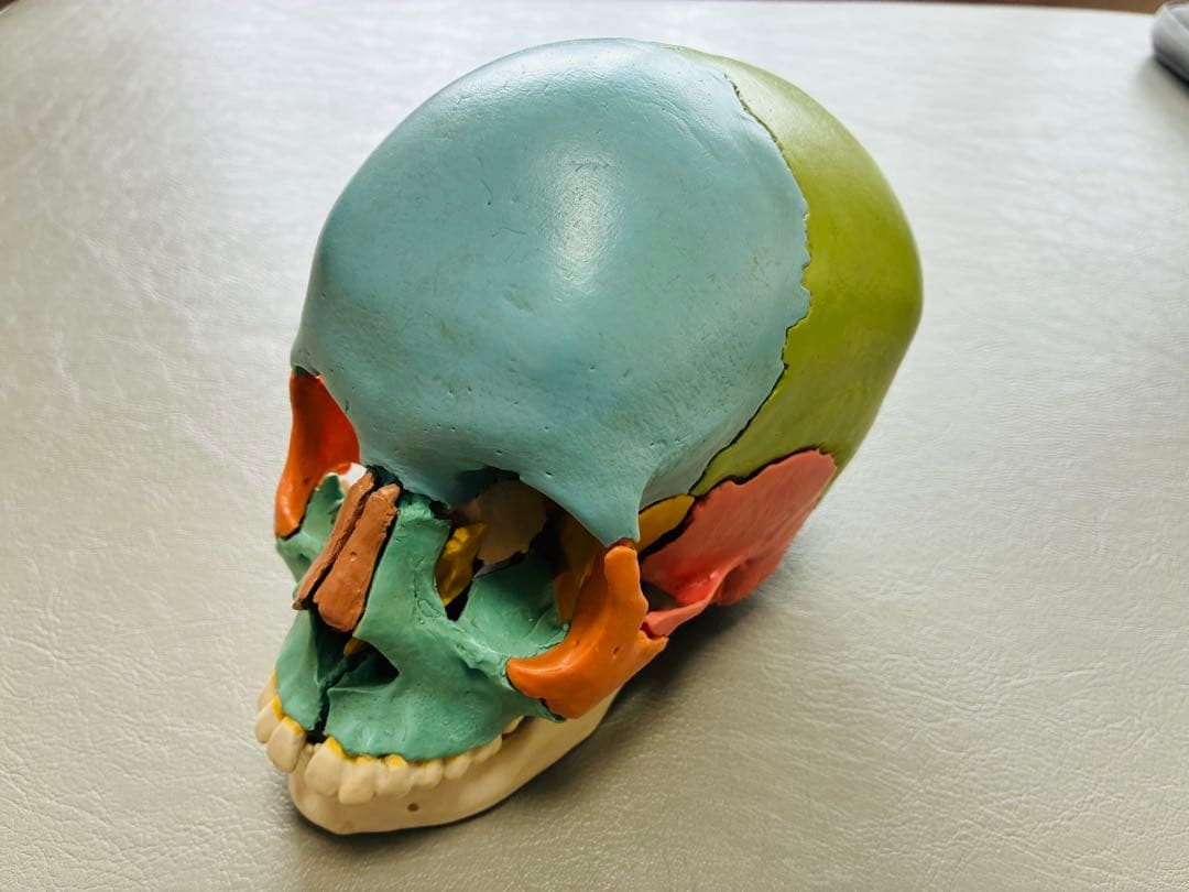 3B 頭蓋骨22分解　模型
