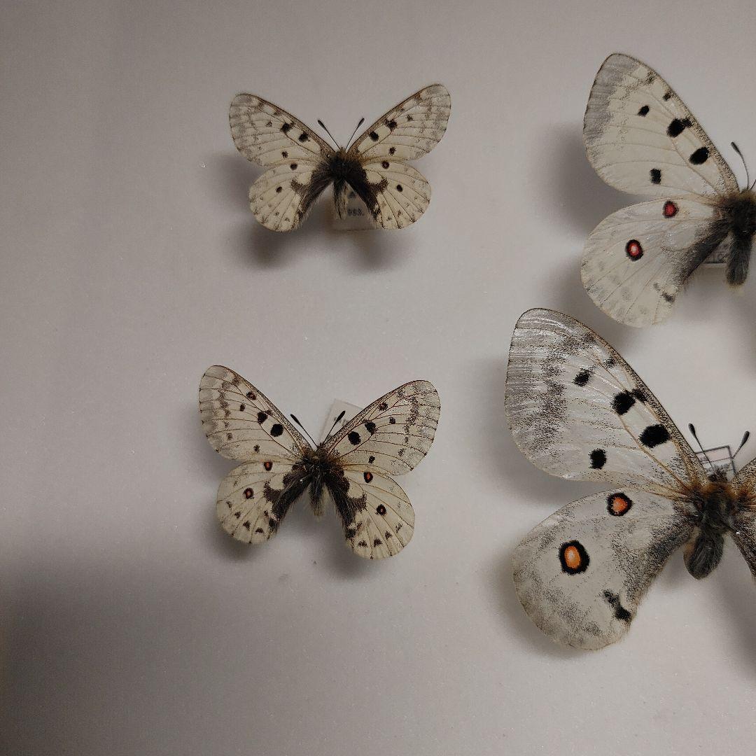 パルナシウス「3種」