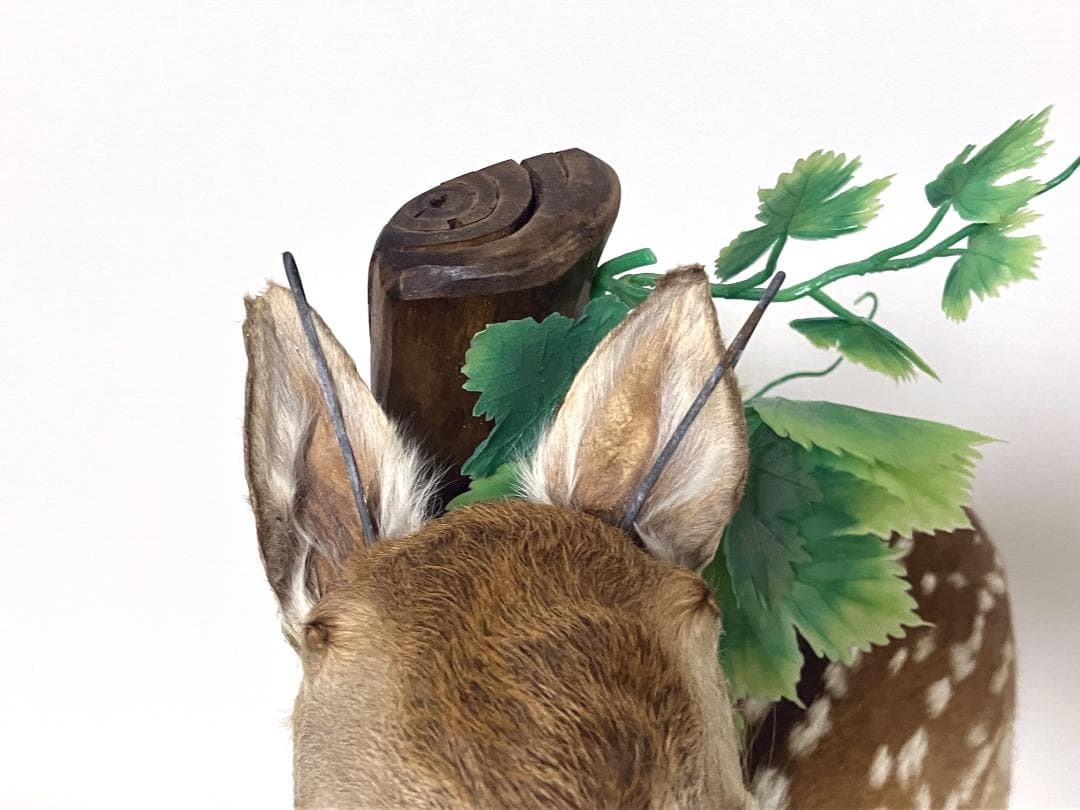 小鹿の剥製：種の保存法に該当しない動物