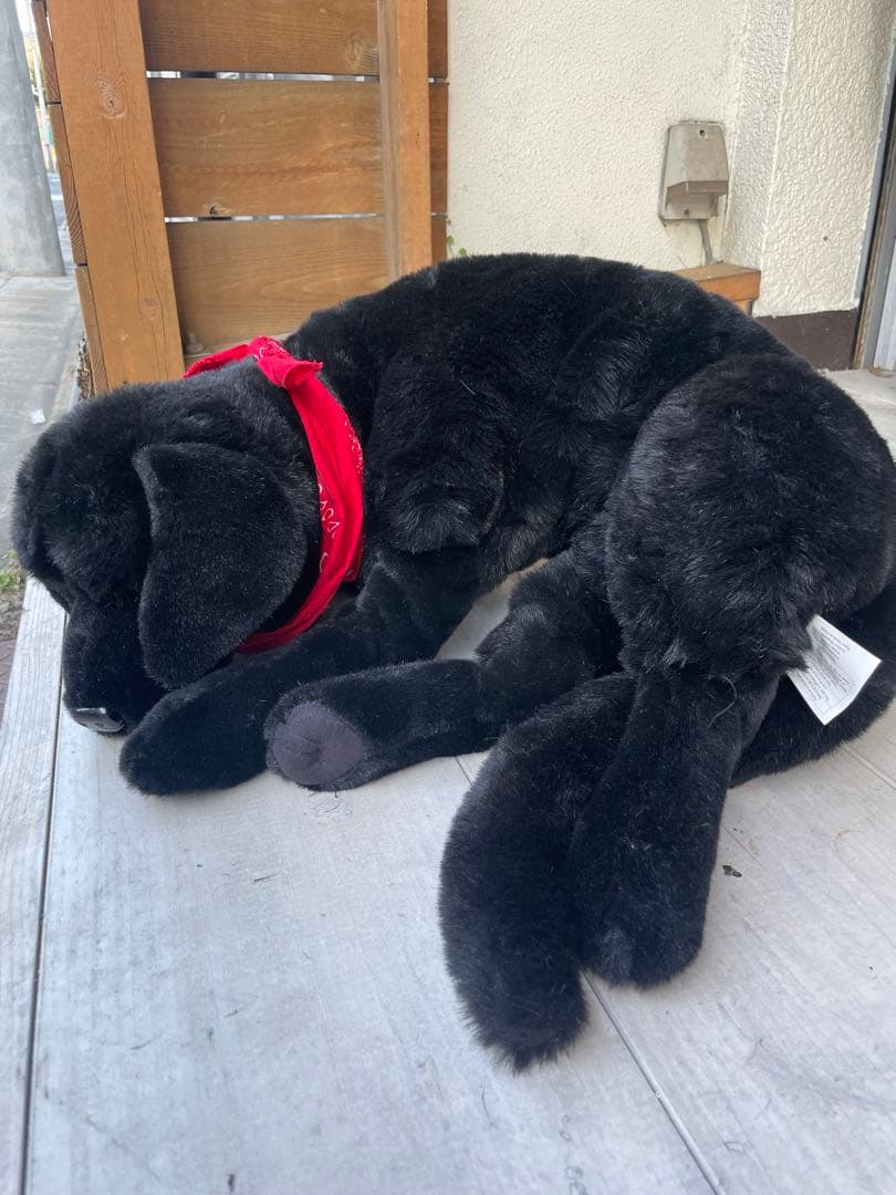 特大全長90cm等身大ワンちゃん　犬ぬいぐるみ DITZ ラブラドール