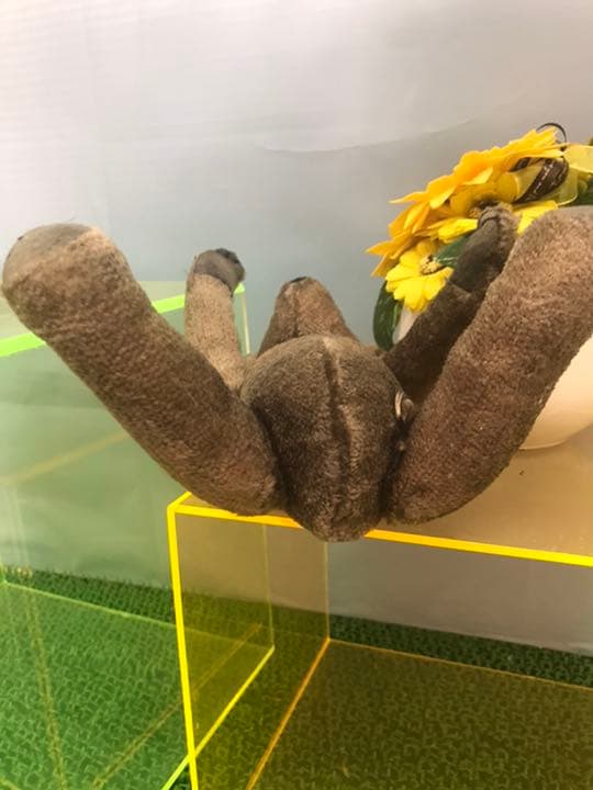 希少な年代物のアンティークテディベア　steiff社