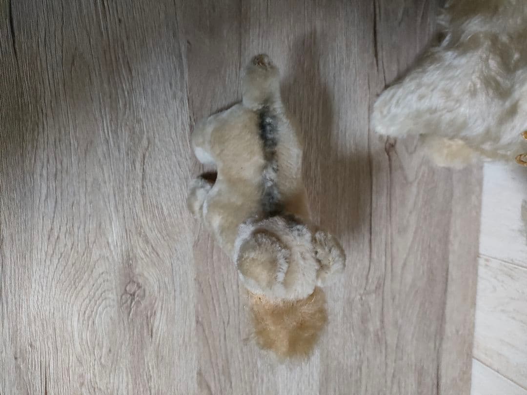 アンティーク犬　 ビンテージ 犬　 テリア