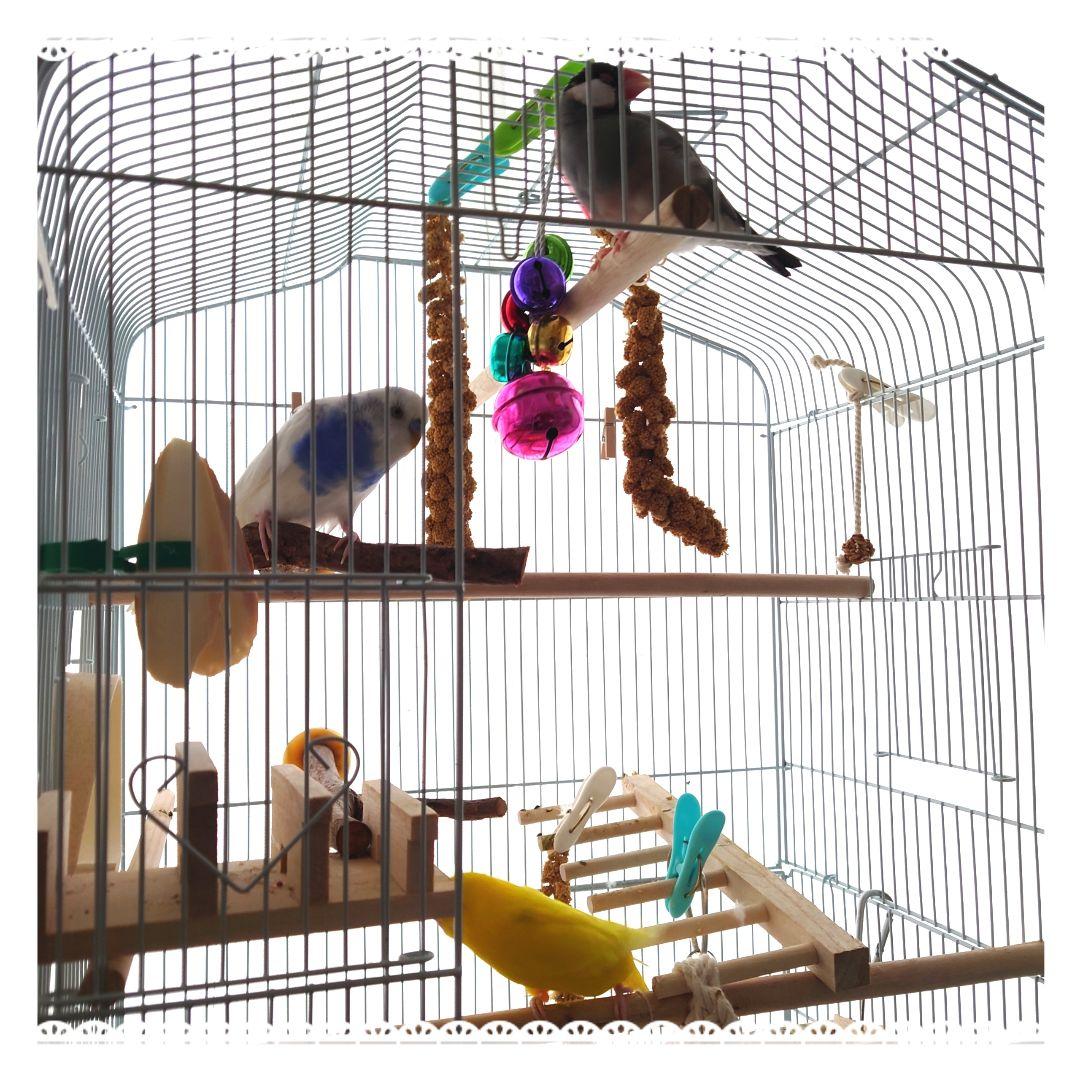 オーダー専用【北海道産】赤粟の穂 250g 無農薬