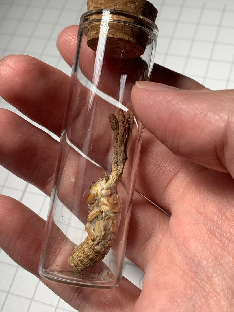 珍品！　冬虫夏草　セミ　昆虫標本　漢方　鉱物　隕石　呪物　根付　出土　人体標本