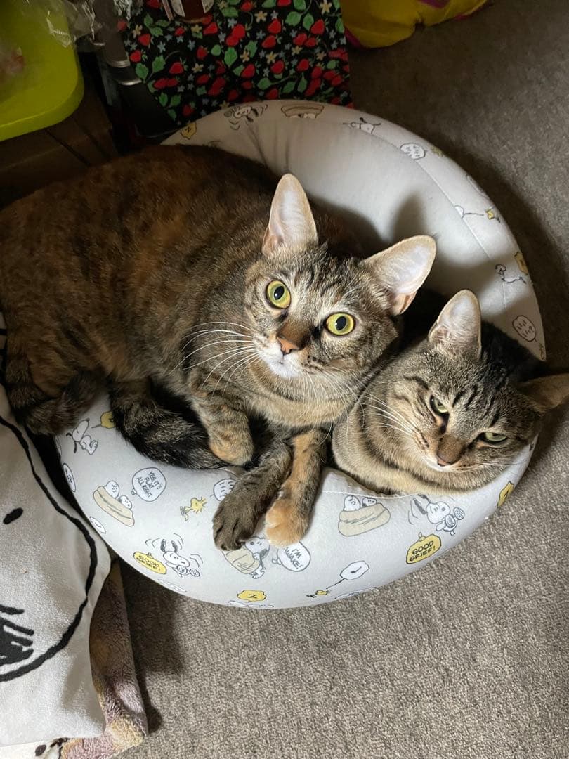 我が家のにゃんこ(*^^*)