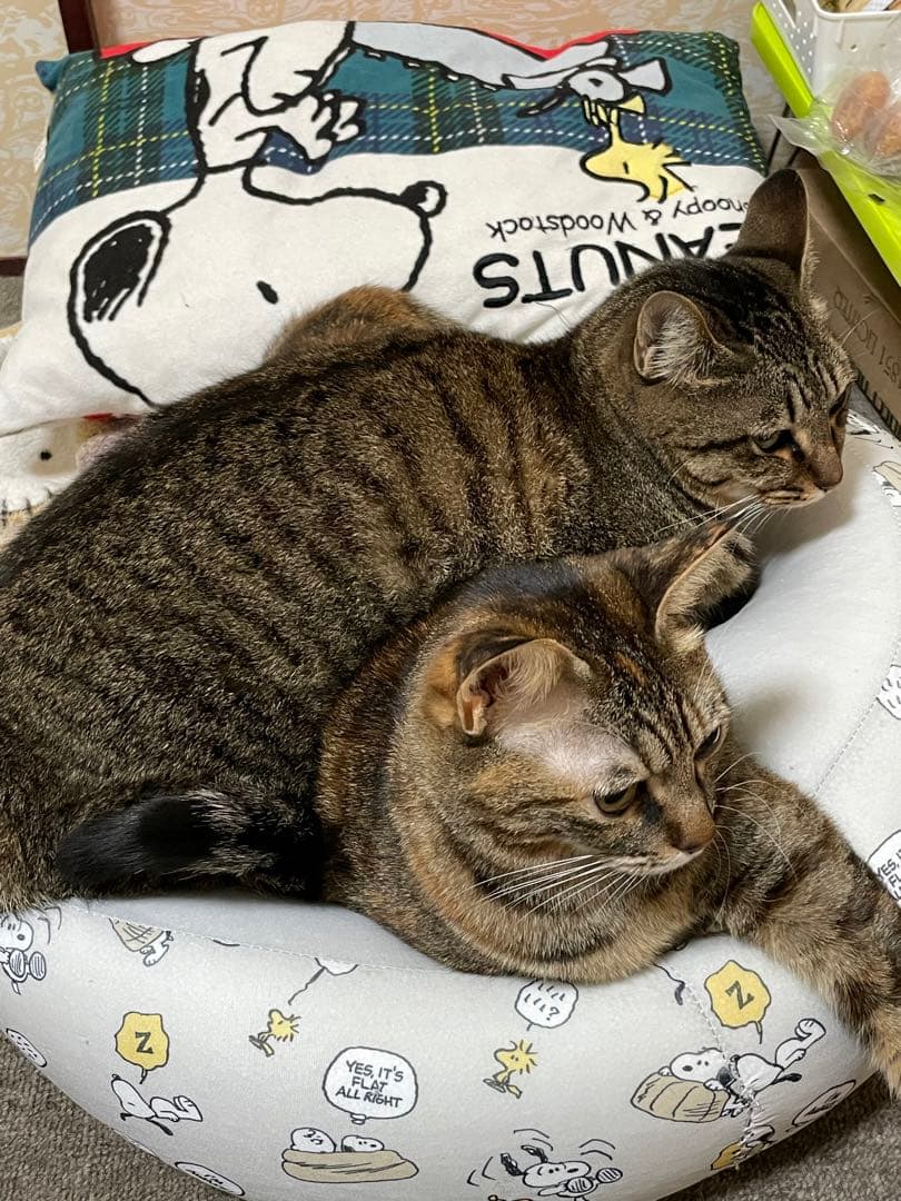 我が家のにゃんこ(*^^*)