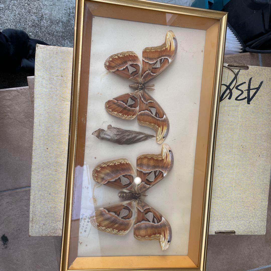 世界最大の蛾　ヨナクニサン