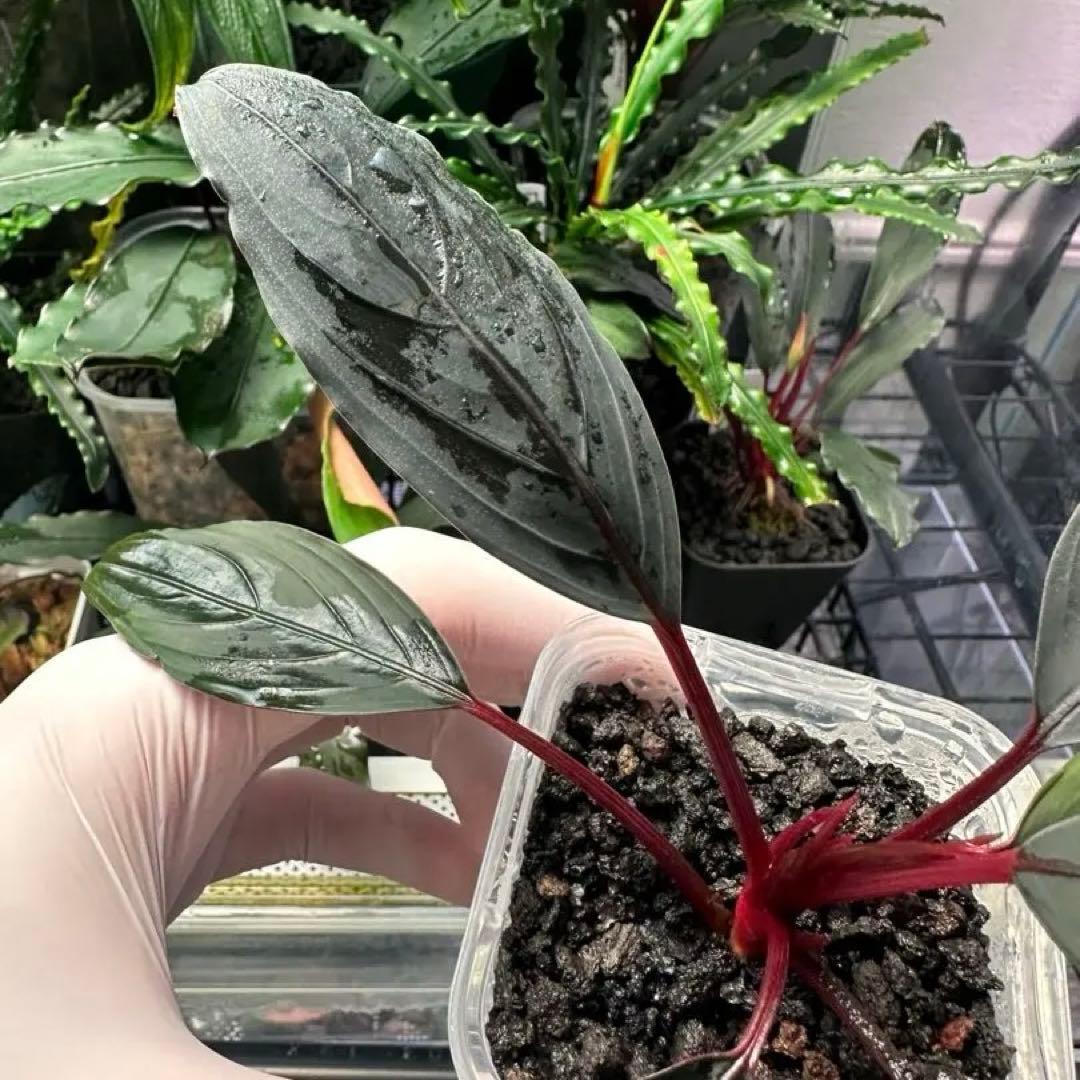 ブセファランドラsp キシィ